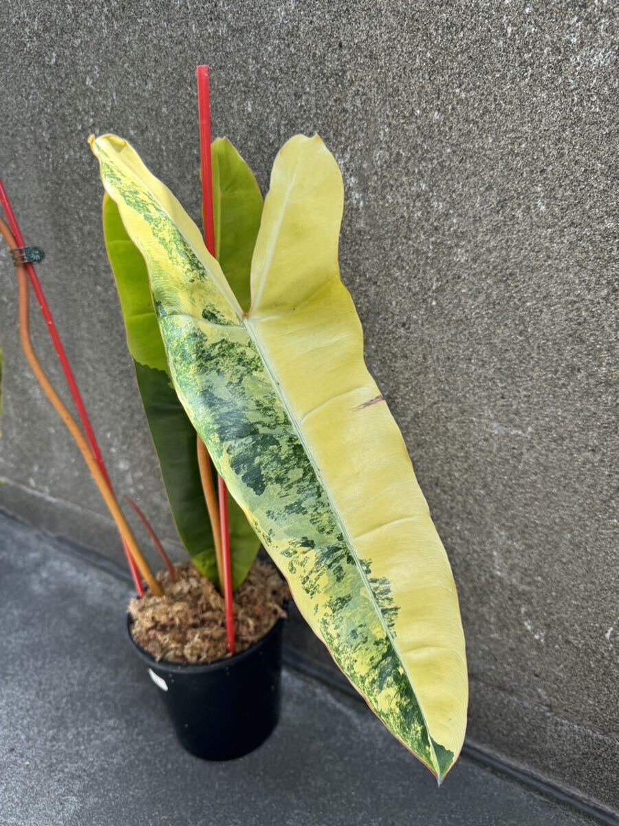 フィロデンドロン ビレッティア 斑入り ※ Philodendron Billietiae