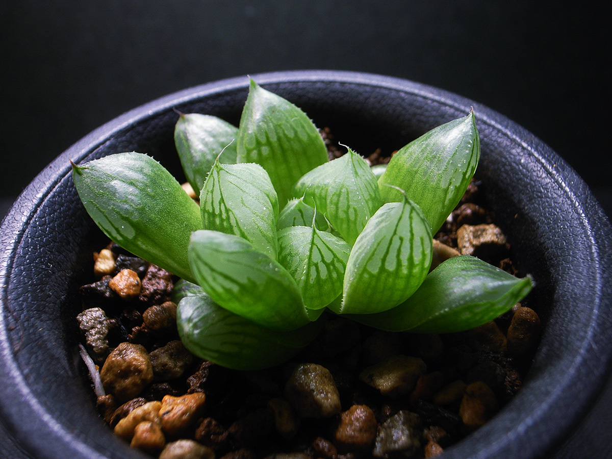 白蛇伝】白蛇伝 極上株！ 親株サイズ！ 【公式通販】