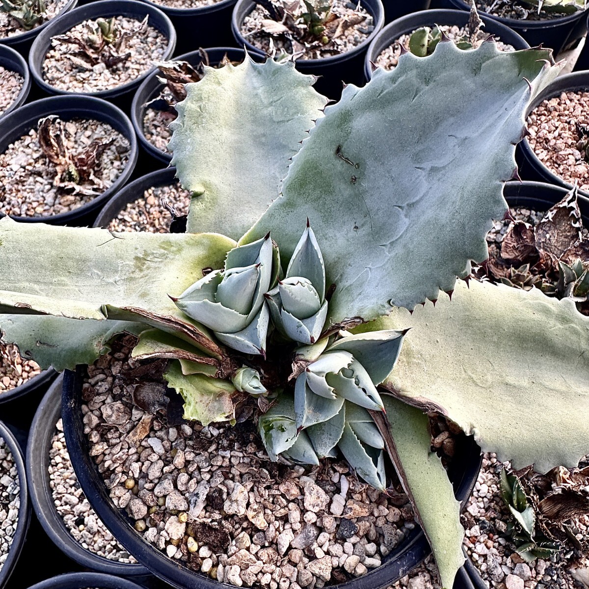 オバティフォリア オルカ アガベ 多肉植物 キラー 申す