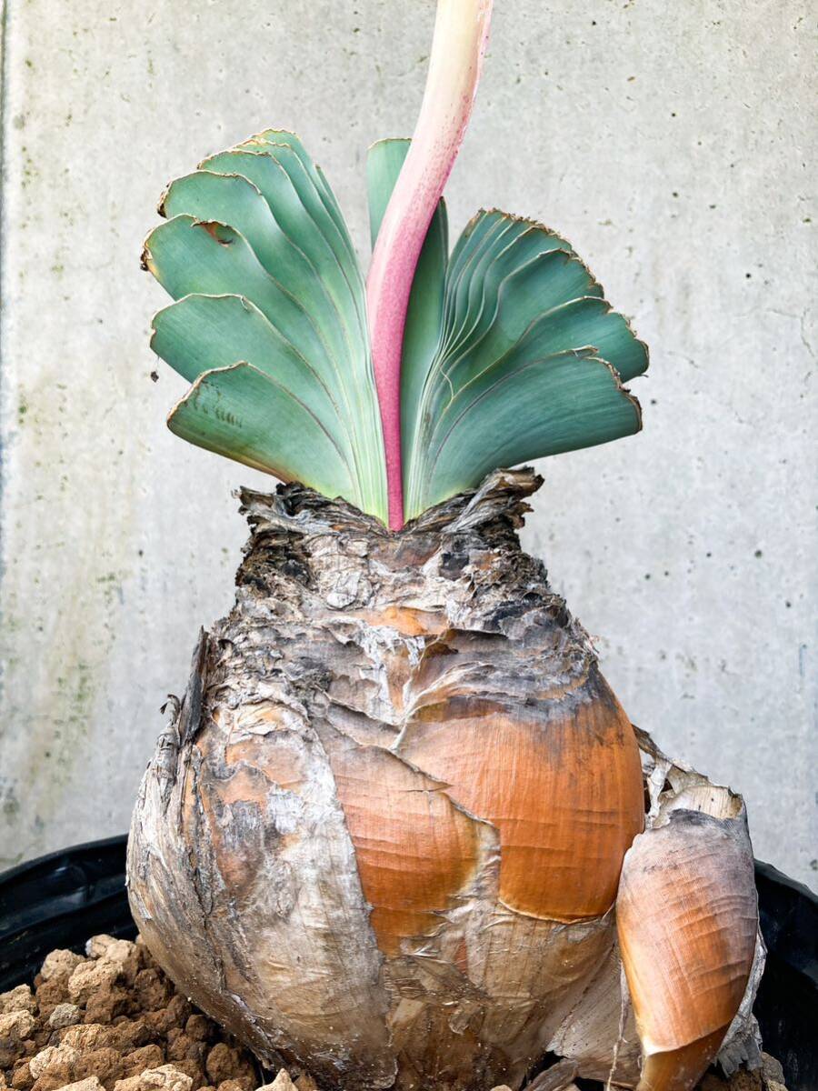 発根済 ブーファン ハエマンソイデス 現地株 検塊根植物 サボテン