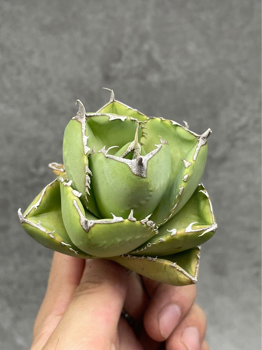 純血ジャガーノート Agave titanota 台湾 中株 純血ジャガーノート Agave titanota 台湾 中株
