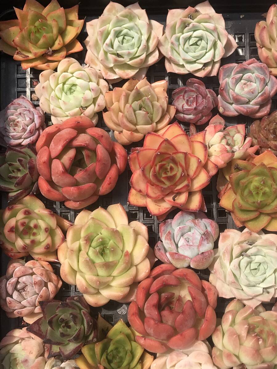 多肉植物 韓国苗 カット苗 たっぷりセット