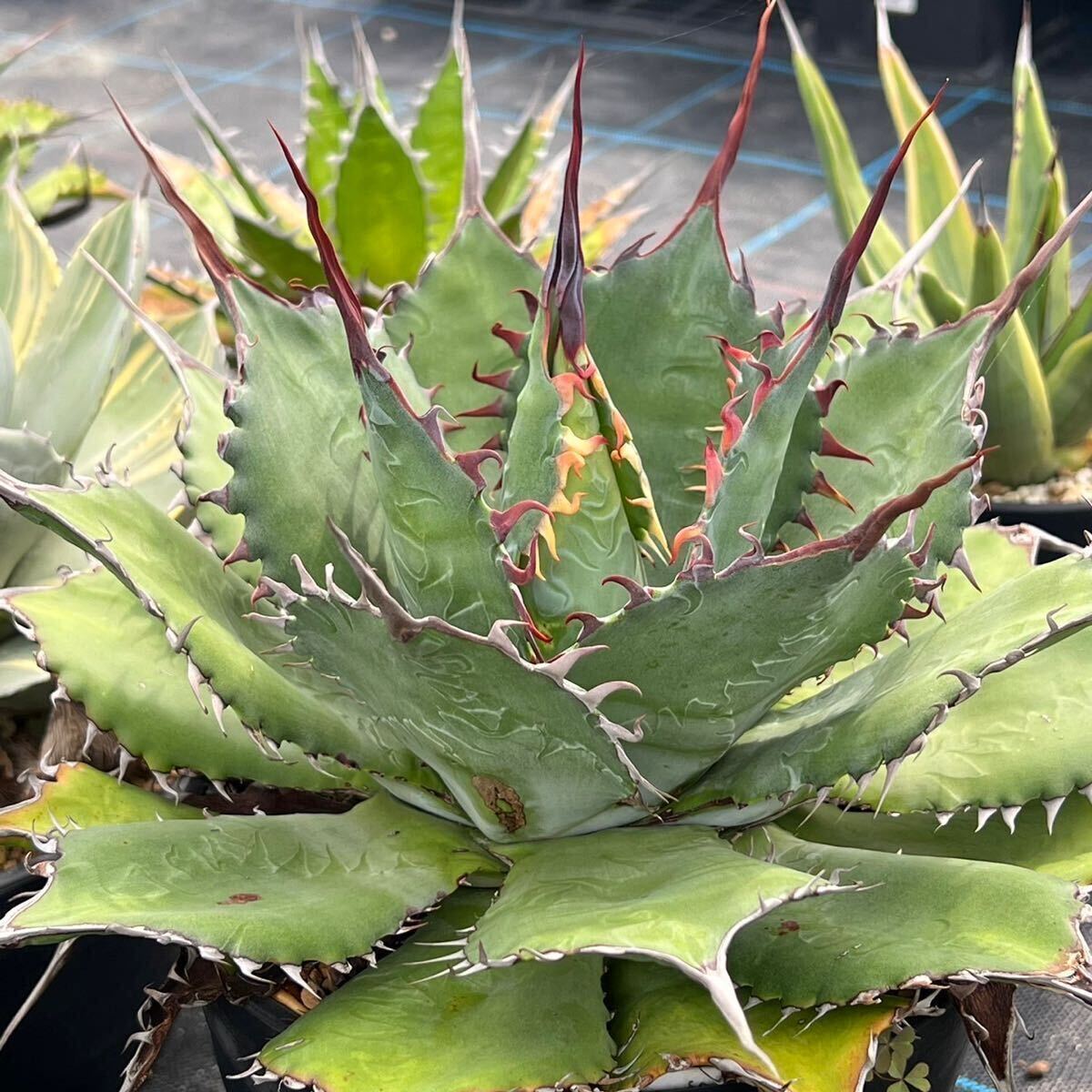 アガベパリーパラサナ×トランカータジェレミー氏