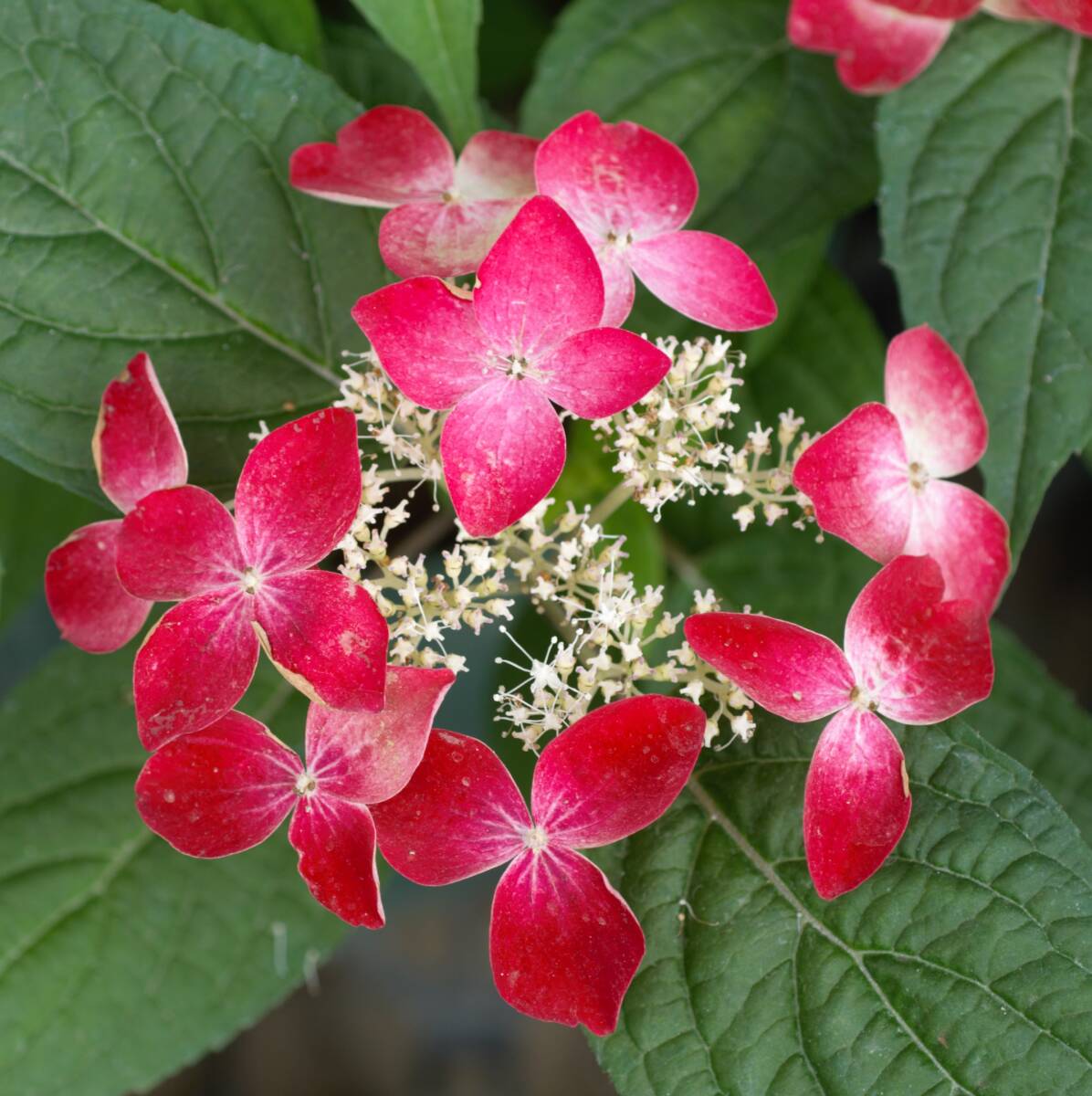 8.山紫陽花紅ヤマアジサイクレナイ抜き苗 8.山紫陽花紅ヤマアジサイクレナイ抜き苗