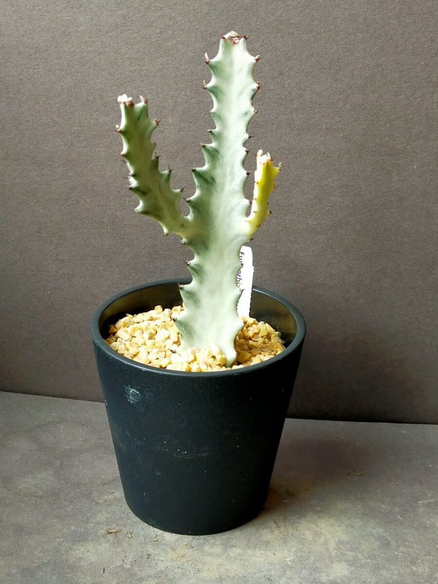 苗様専用ページ