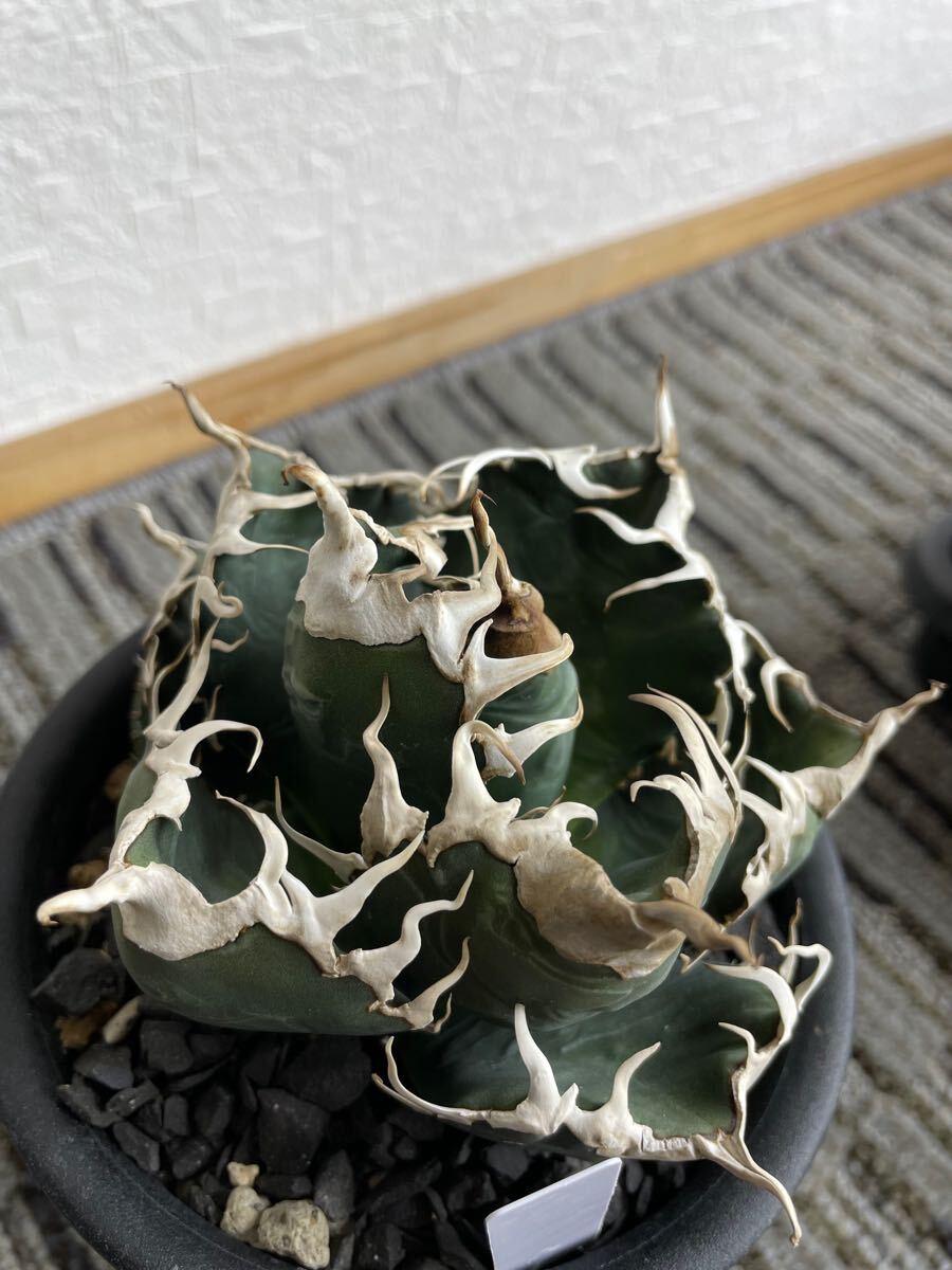 AGAVE TITANOTA 強白棘 検索 SAD 白犀牛