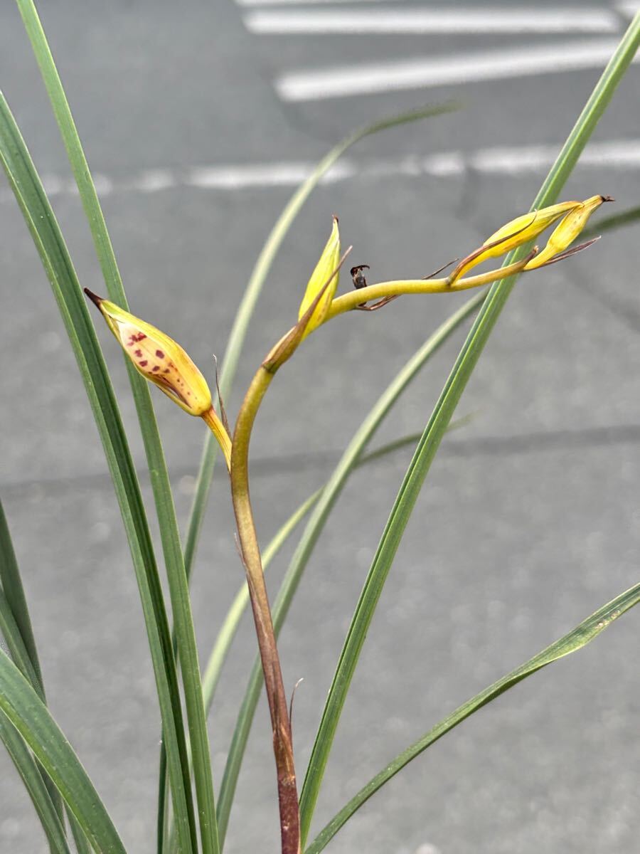 寒蘭、不老白、ふろうはく。 寒蘭】不老白と白花 【公式通販】