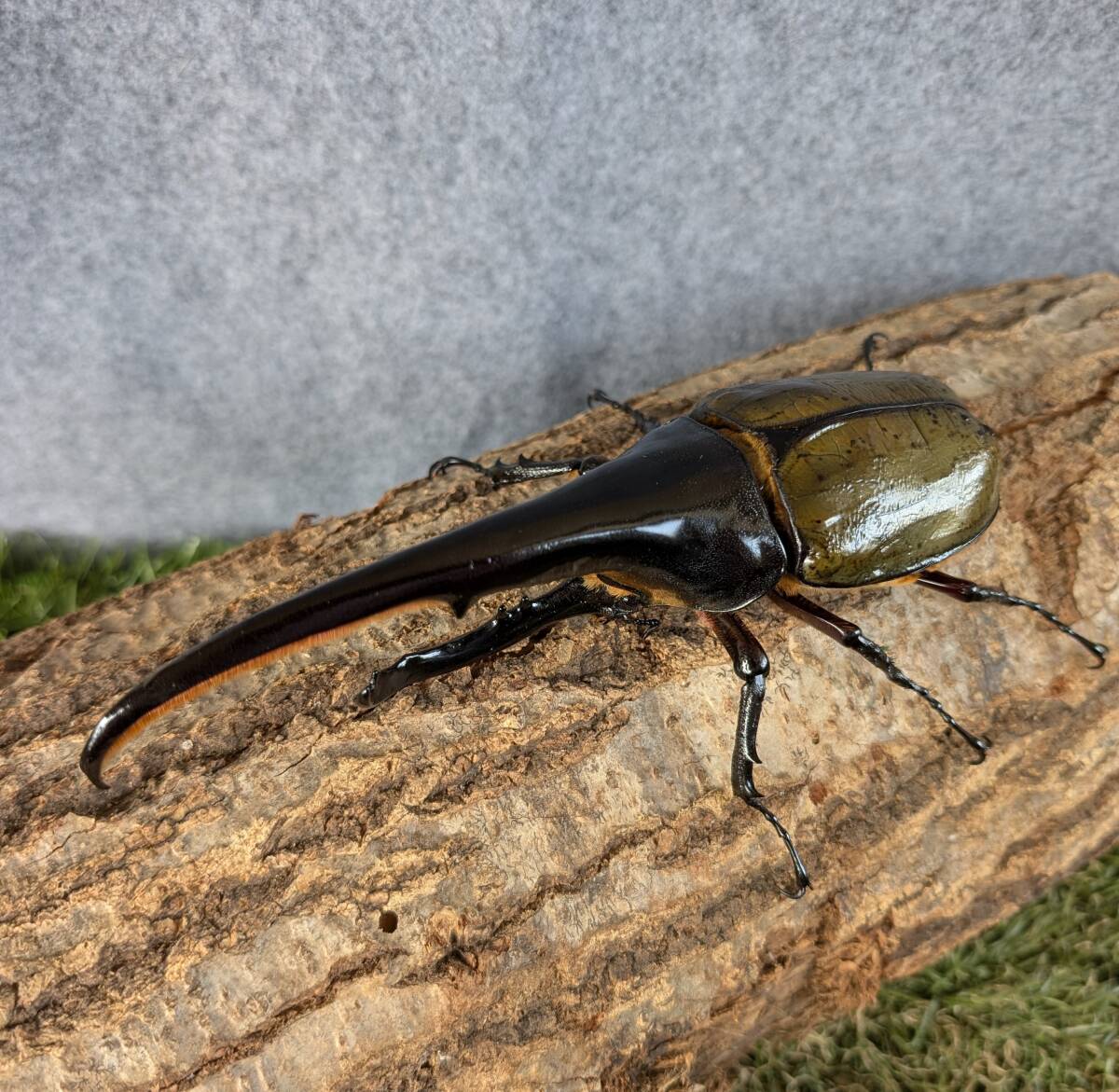 ヘラクレスオオカブト♂ 4頭