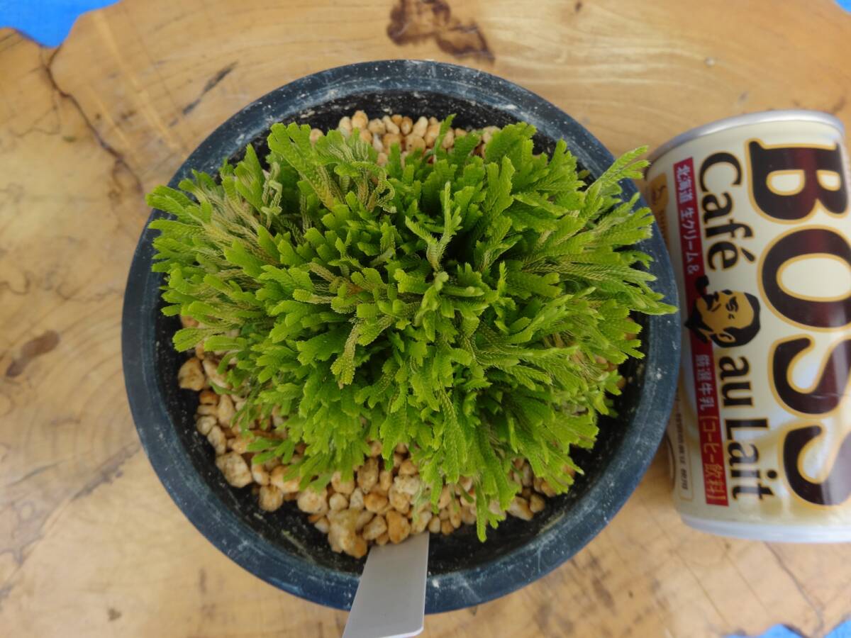 イワヒバ（10年） ☆いわひば イワヒバ 銘品 (富士ノ華) 10年物☆ Yahoo!オークション | - (
