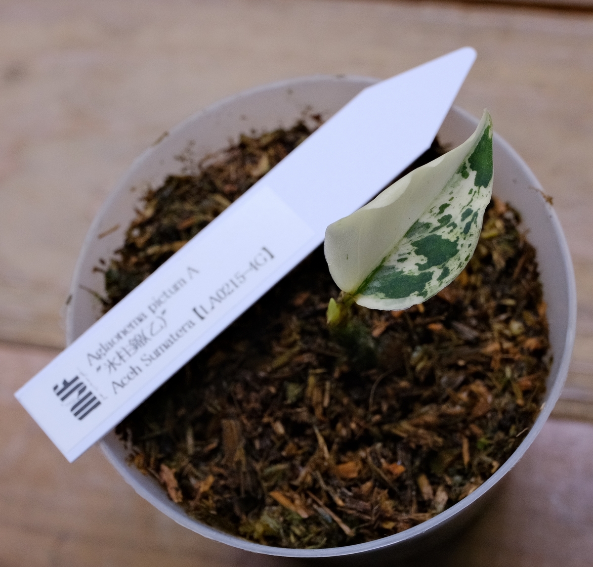 新品】【LA便ネームド】◇Aglaonema pictum A “雷切”【LA0914