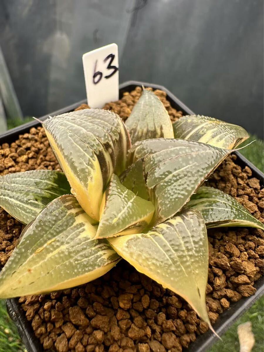 ハオルチア バディア 天紅 ハオルチア バディア 天紅