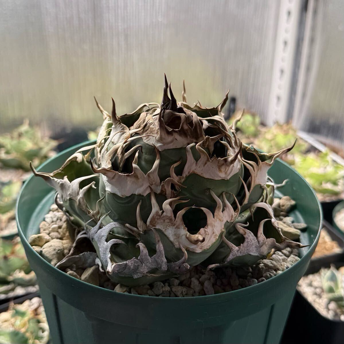 やや傷や汚れあり】多肉植物 アガベ チタノタ 猗窩座 希少な種