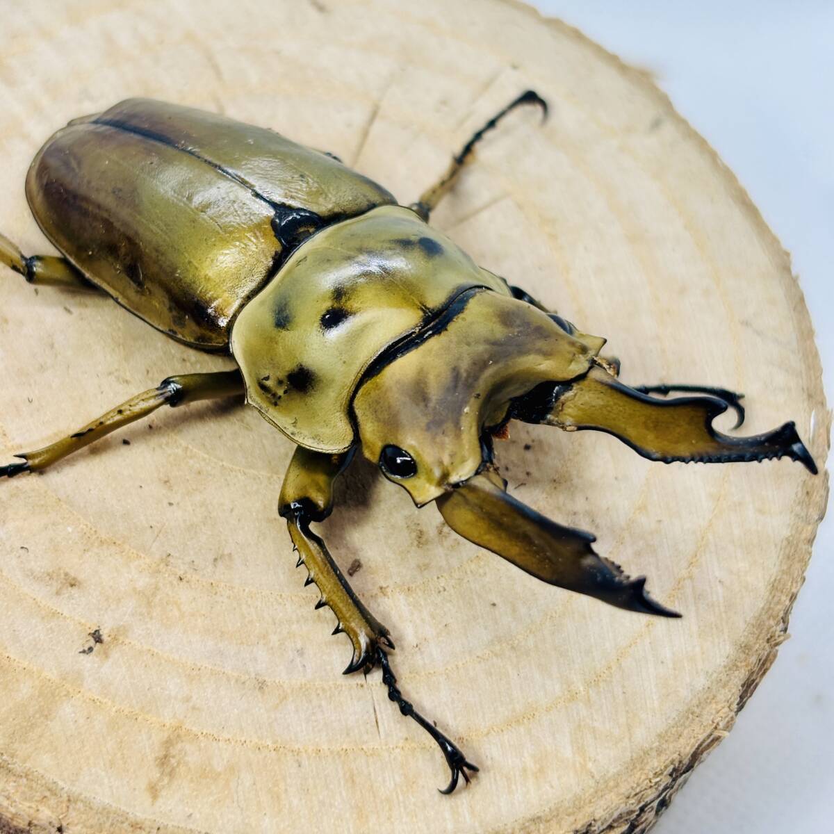 ババオウゴンオニ 2♀47.5mm 44.5mm 高品質 寝袋 グースダウン95% マミー型 冬用 羽毛 400T撥水加工