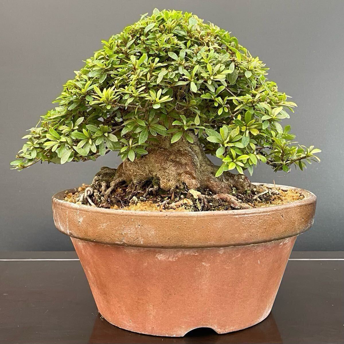 『水石』盆石　盆栽　鑑賞石　自然石　小品盆栽　原石　探石　安倍川石 ジャカ石 suiseki bonsai ウブ石 うぶ石 茶道 華道 姿石 水石 滝石 水石』滝石 紫晃石 盆石 盆栽 鑑賞石 自然石 小品