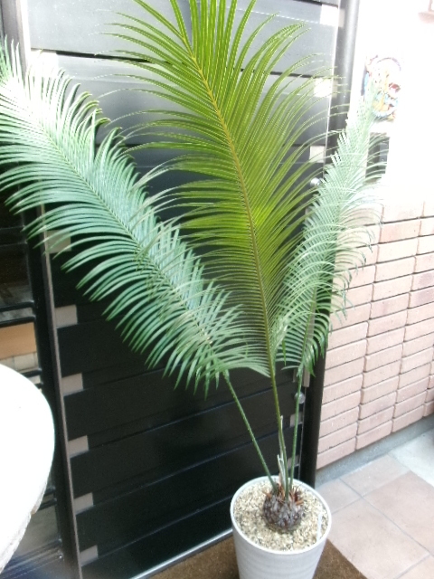 サイカス パンジファエンシス 高さ100CM 希少ソテツ Cycas