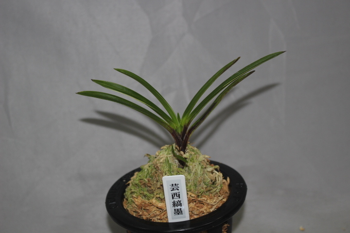 洋蘭 原種 デンドロビューム 着生ラン：フウラン：風蘭 根ほぐし株》 栽培植物《富貴蘭 《富貴蘭　阿波針紅　根ほぐし株》　着生ラン：フウラン：風蘭：山野草：東洋蘭