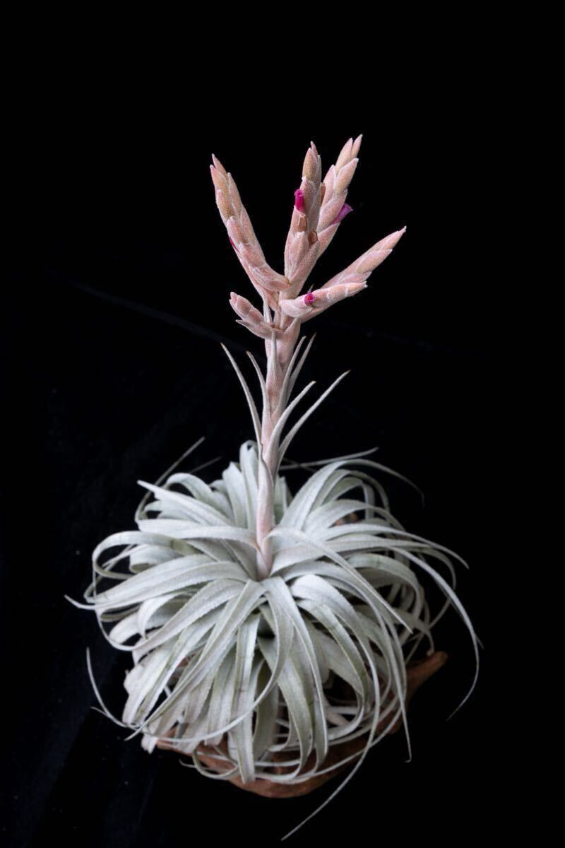 ブロメリア・エアープランツ Tillandsia chapeuensis 2025.10.23. Tillandsia chapeuensis var. turriformis (ティランジア