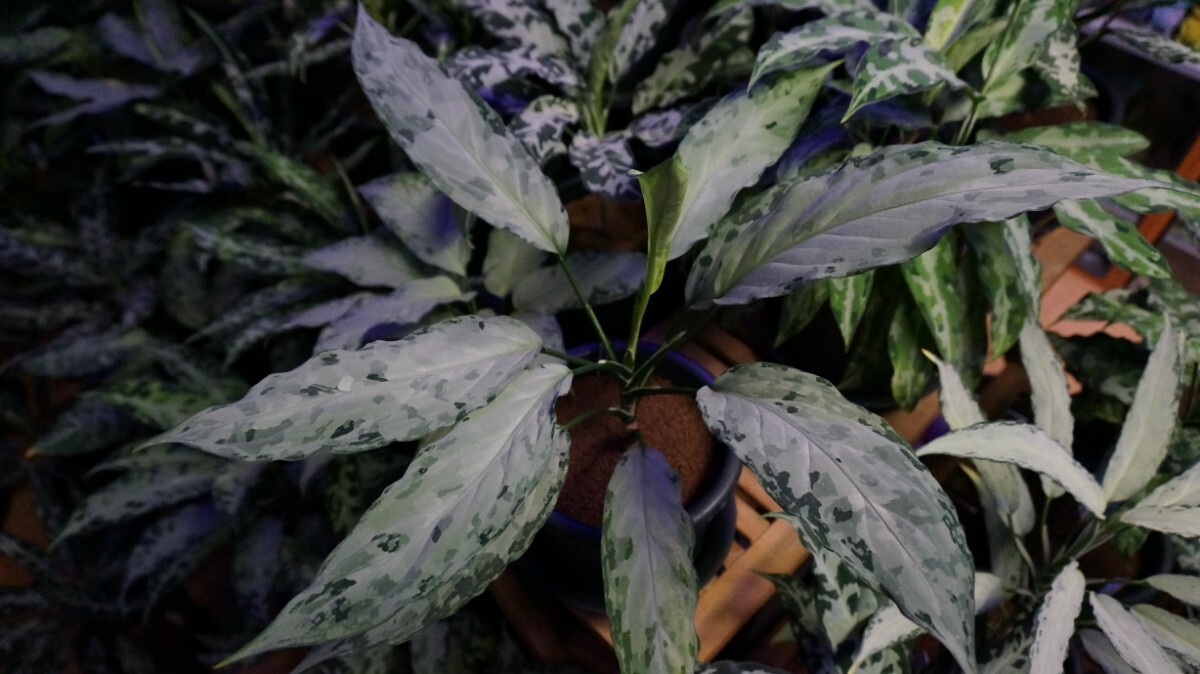 栽培品】アグラオネマ・ピクタム・トリカラー (Aglaonema pictum