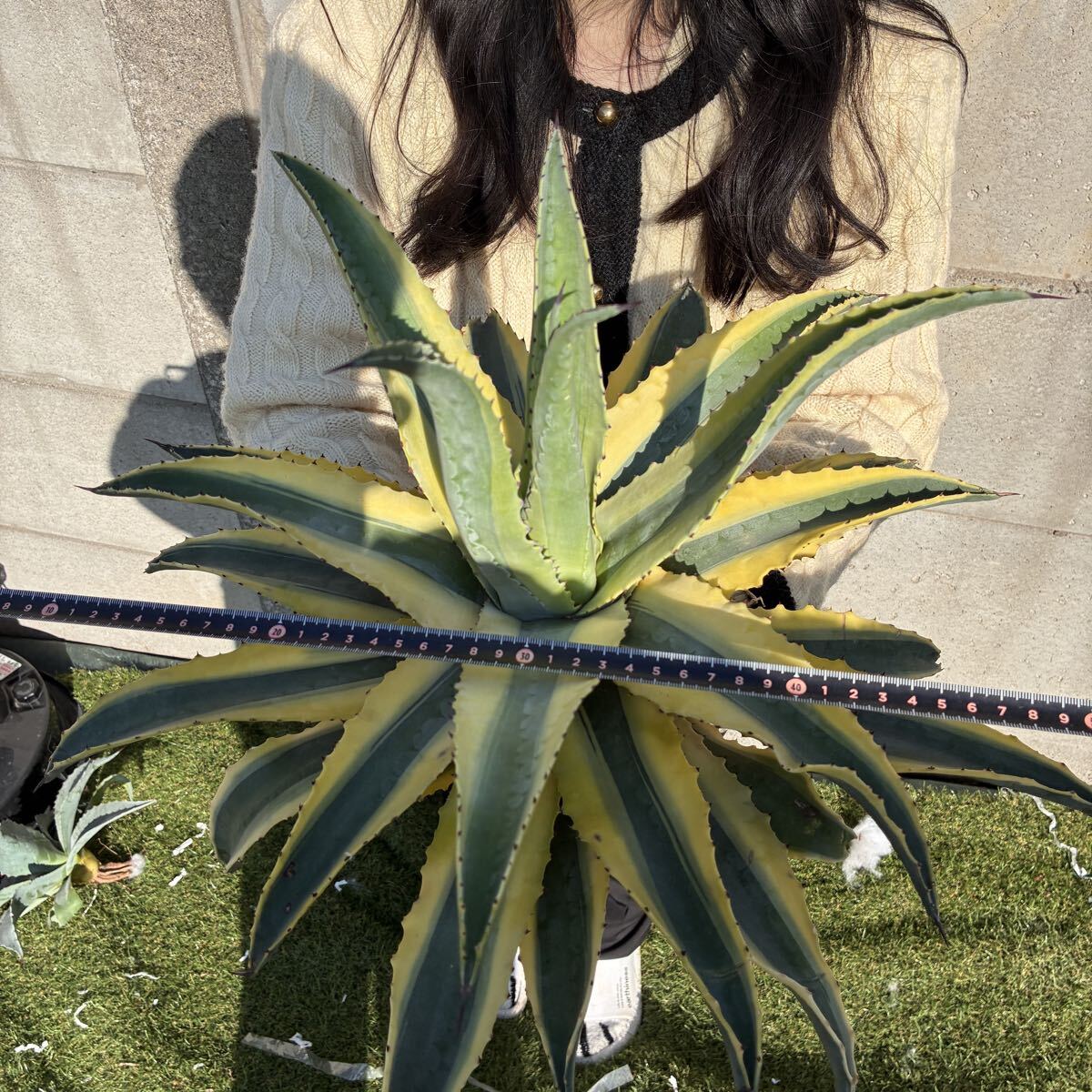 新品】アガベ americana cv. variegata アメリカーナ アオノ