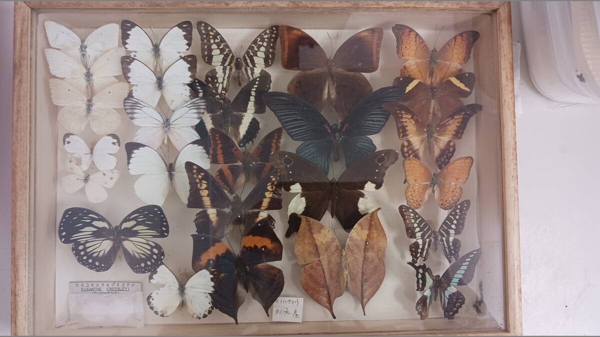 外国の蝶標本 ドイツ箱付きパルナシウス（ウスバシロチョウ）7種34匹の