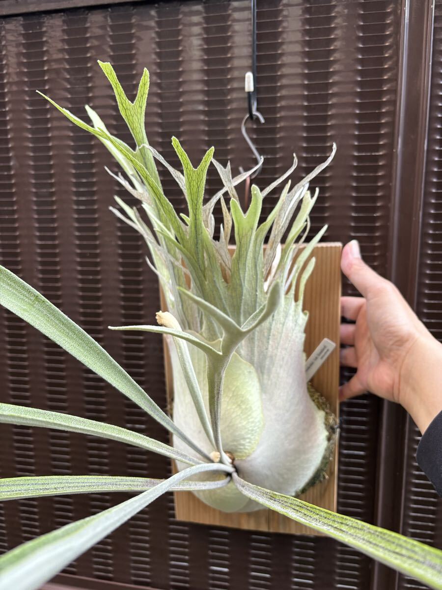 ビカクシダ ベイチー レモイネイ カキコ苗 ビーチー P.veitchii