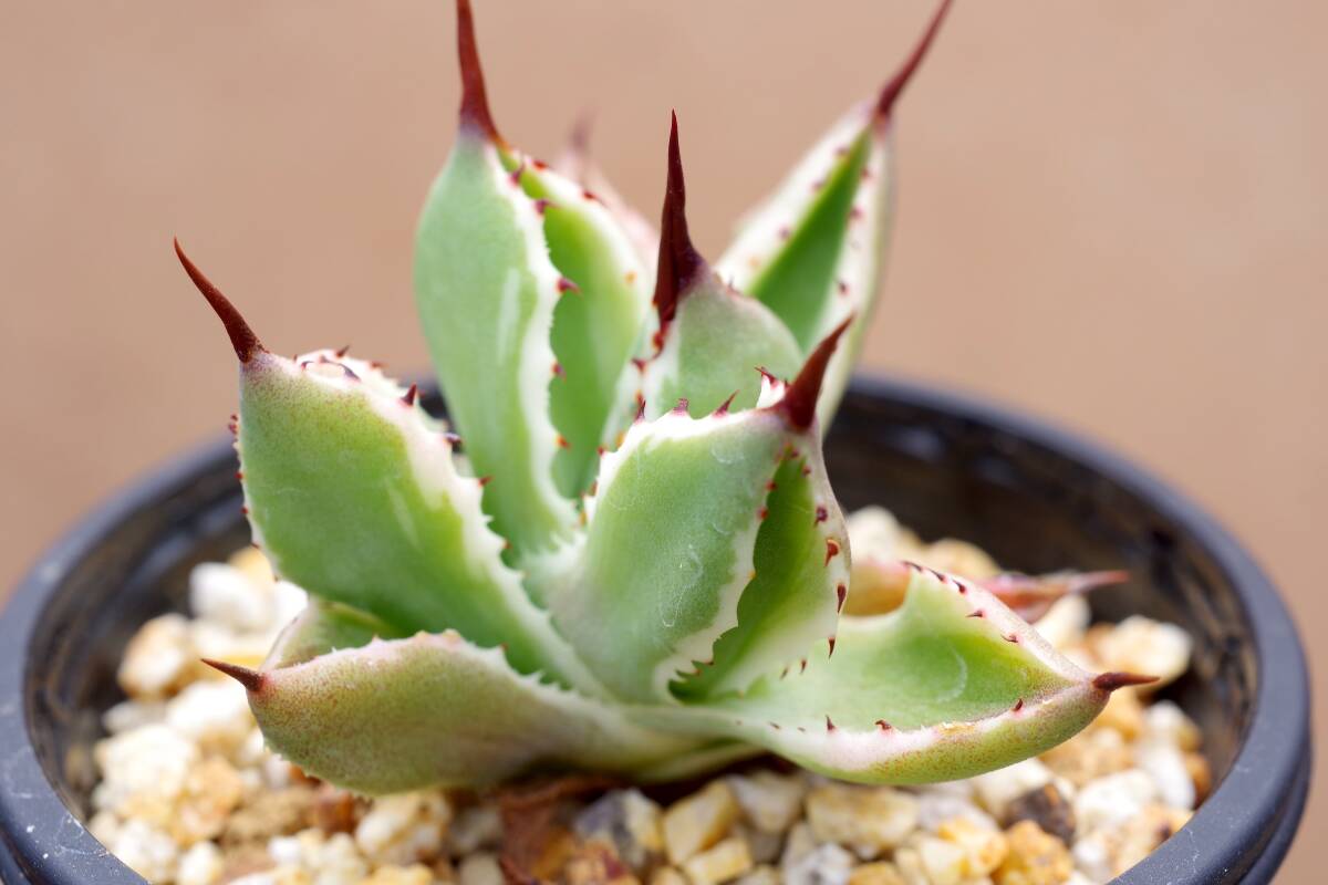 美株】アガベ ポタトラム キュービック Agave potatorum 'Cubic' 多肉
