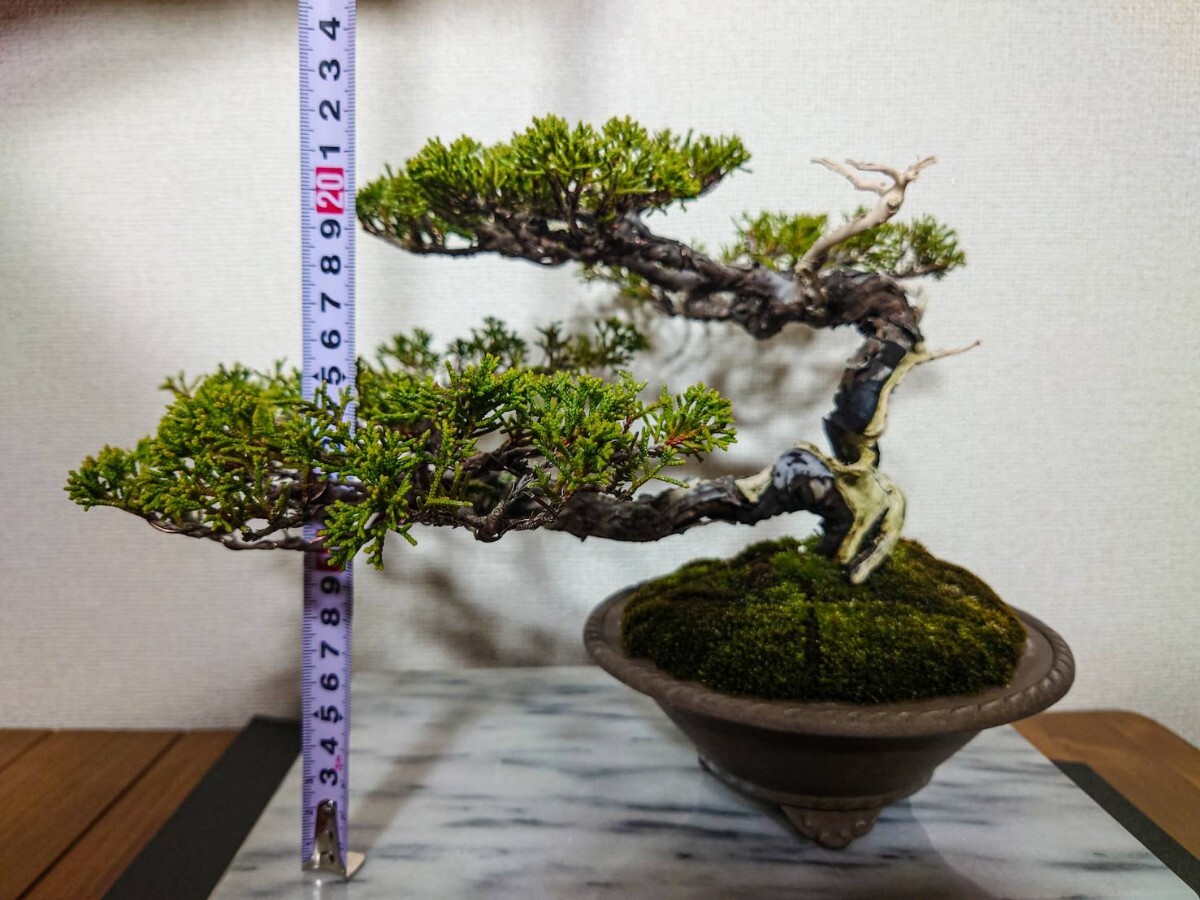 新品】「真柏盆栽」吹き流し/即展・鑑賞向(610)の落札情報詳細 - Yahoo