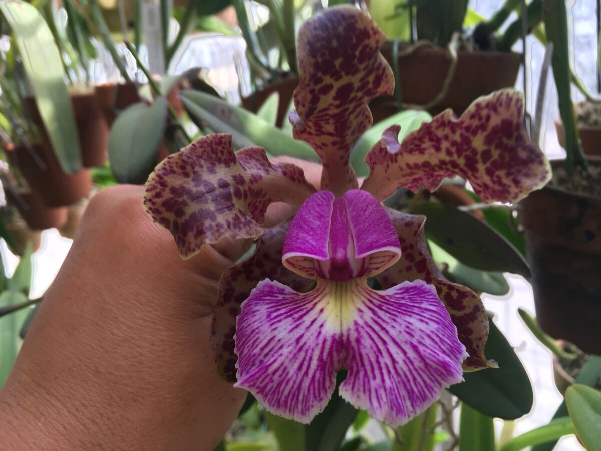 新品】洋蘭☆原種☆カトレア☆C. schilleriana f.semi-alba 'Queen