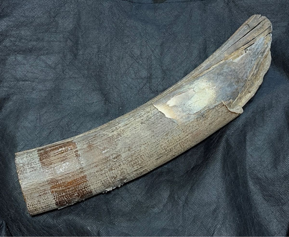 中古】マンモス牙 約11kg 大型標本 化石 標本 彫刻材 印鑑素材の落札