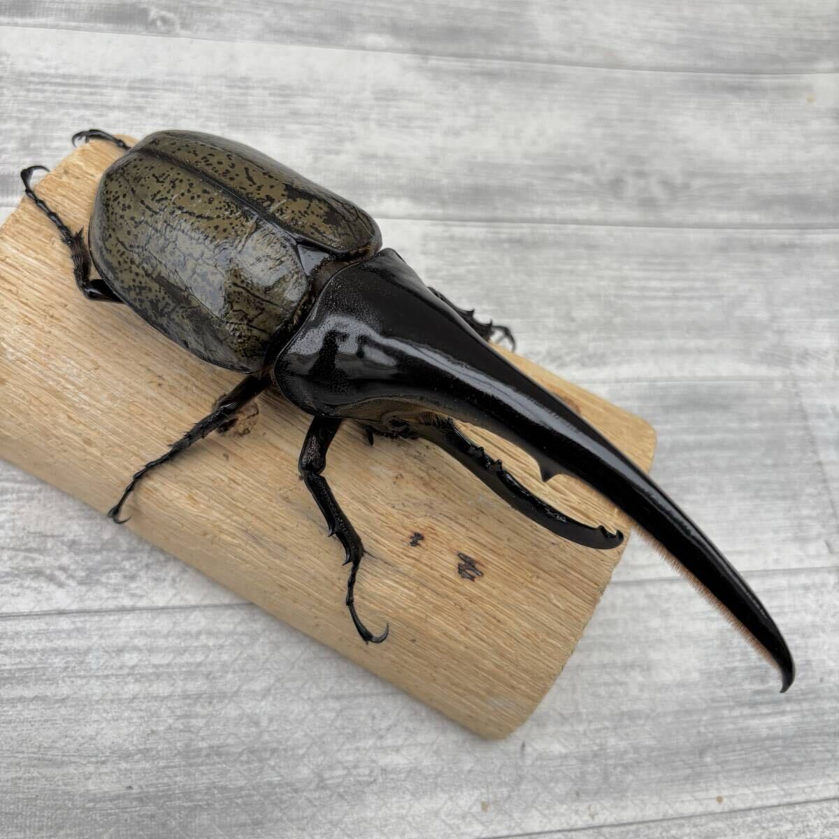 新品】ヘラクレスオオカブト 死虫 ブルー まとめての落札情報詳細