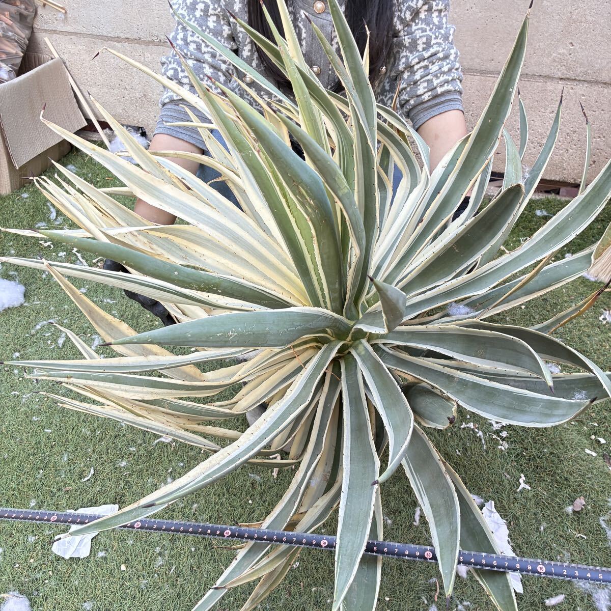 良株 アガベ スノーグロー1 Agave Snow Glowの落札情報詳細 - Yahoo