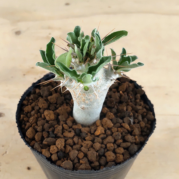 発根済）パキポディウム サウンデルシー 現地球 大株 Pachypodium