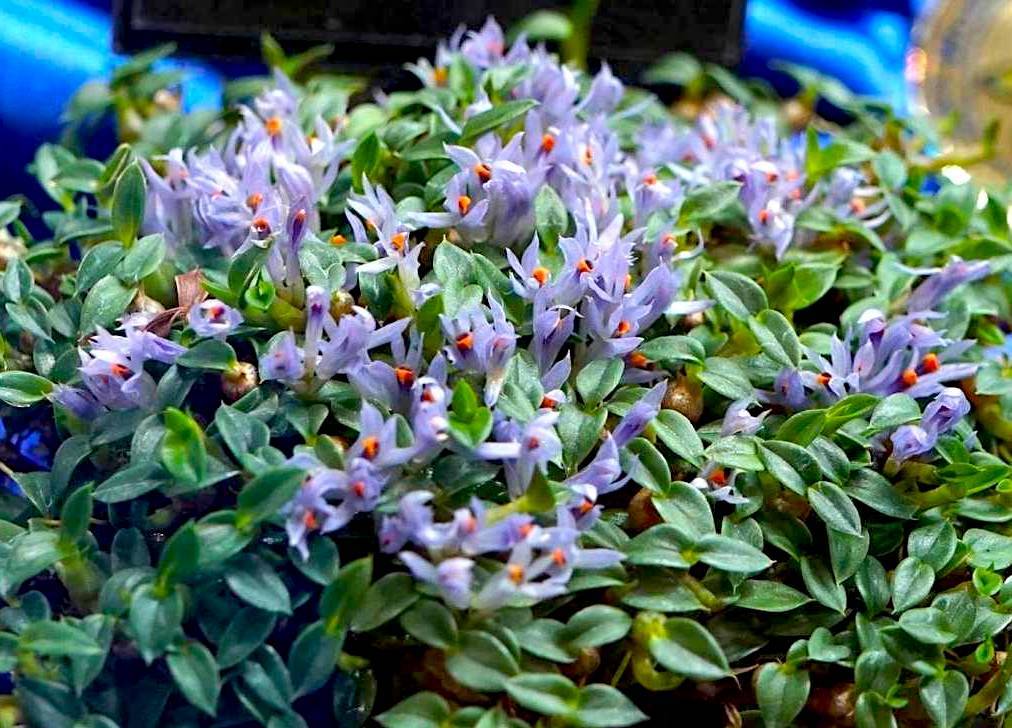 新品】洋蘭原種 Den. parvulum 'Violet Blue' デンドロビューム