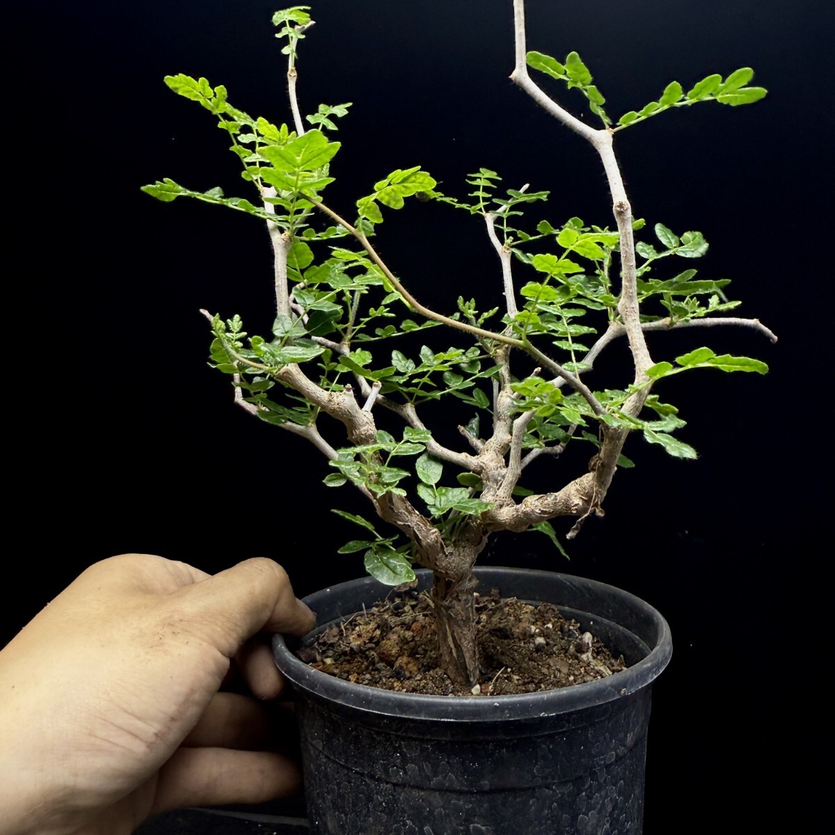 植物苗】ハオルチア ピクタ モンストローサ ☆多肉植物☆の落札情報