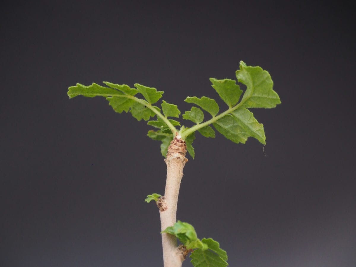 ☆ボスウェリア サクラ Boswellia sacra 国内実生苗 フランキンセンス