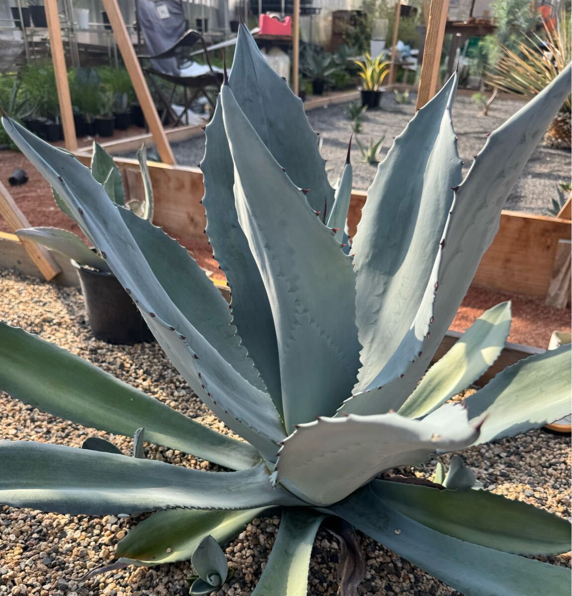 庭木】フランゾシニー アガベ Agave franzosinii ① 極白 極美 レア