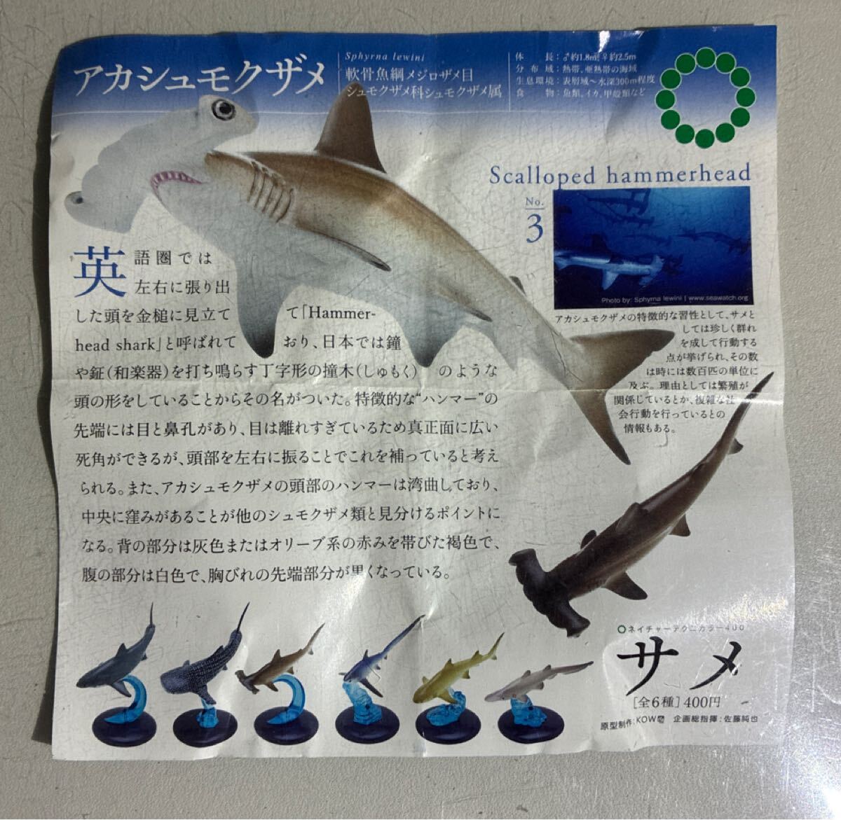 中古】シュモクザメ頭骨 ☆ 頭骨 標本 剥製 サメ 歯 顎の落札情報詳細