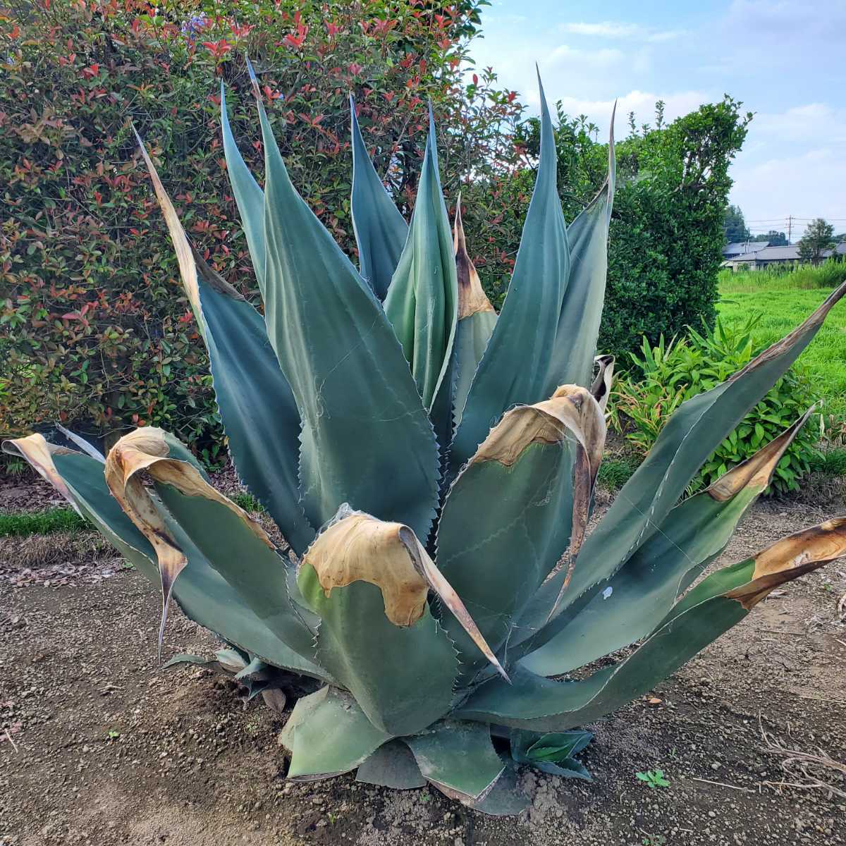 Agave atrovirens var. sigmatophylla アガベ アトロビレンス