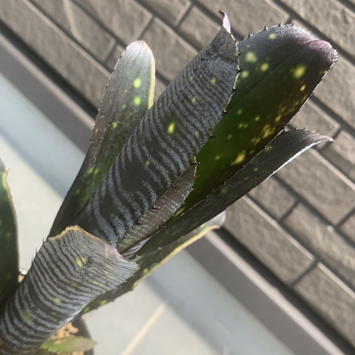 新品】ビルベルギア Billbergia Talbot 'Evita' タルボット エビータ