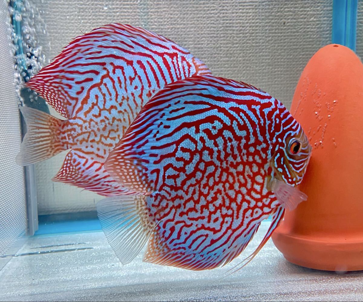 魚類、水生生物 10匹セット 9月28日までのお届け限定 ディスカス 