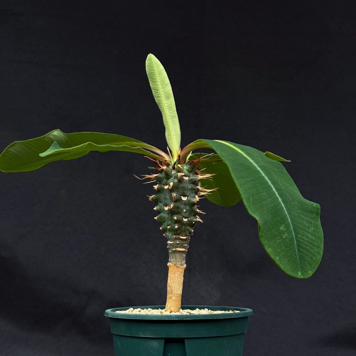 新品】Euphorbia viguieri ユーフォルビア ビグエリー 噴火竜の落札