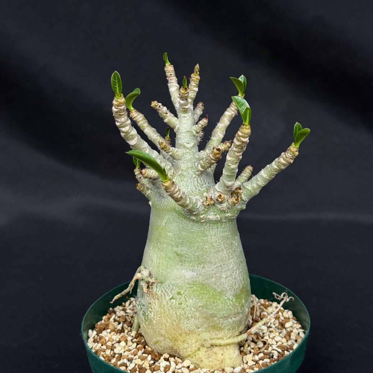 新品】◎アデニウム タイソコトラナム 種子 10粒 砂漠の薔薇 丈夫で