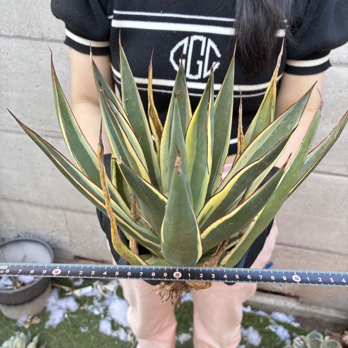 良株 アガベ スノーグロー1 Agave Snow Glowの落札情報詳細 - Yahoo