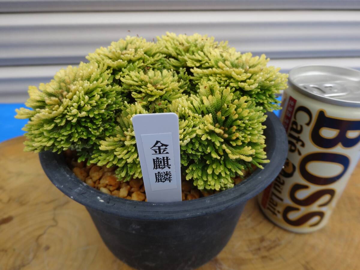 目立った傷や汚れなし】いわひば 銘品《 喜久寿 》30年物 岩松 巻柏 