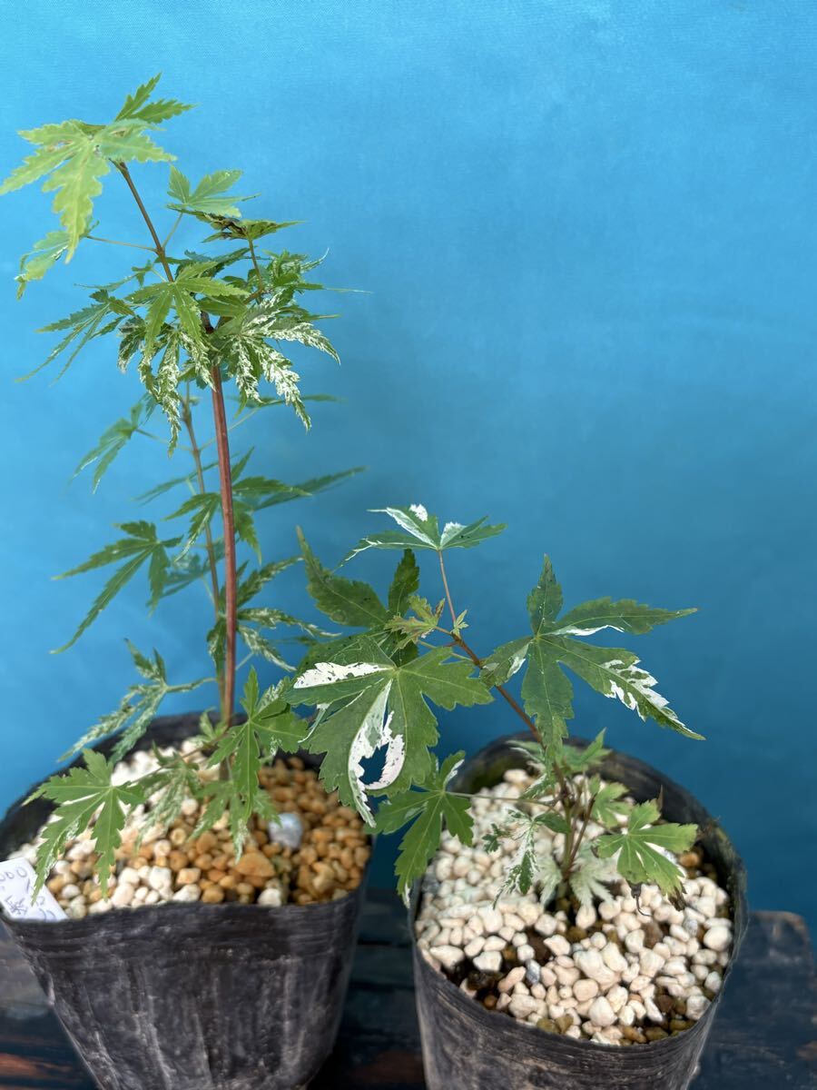 新品】春の芽吹き、秋の紅葉最高です ☆イロハモミジ☆ H2.4m 大人気