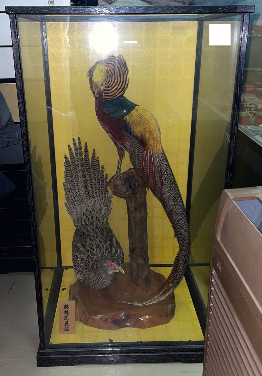 金鶏鳥 錦鶏鳥 剥製 キンケイチョウ ガラスケース付き 鳥 金鶏伝説の