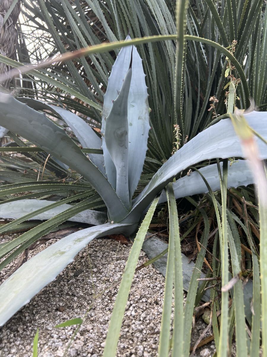 アガベ 大株 フランゾシニー錦 ソートゥース Agave franzosinii