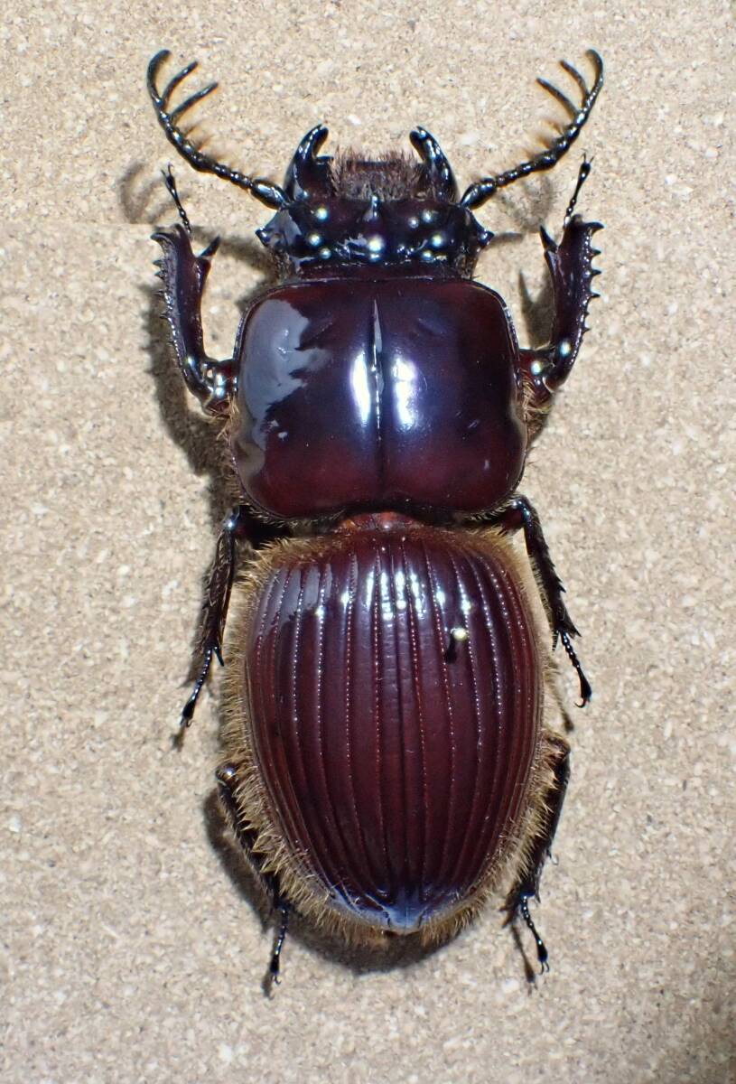 昆虫標本 ゴーリーオバケクロツヤムシ Proculus goryi の落札情報詳細