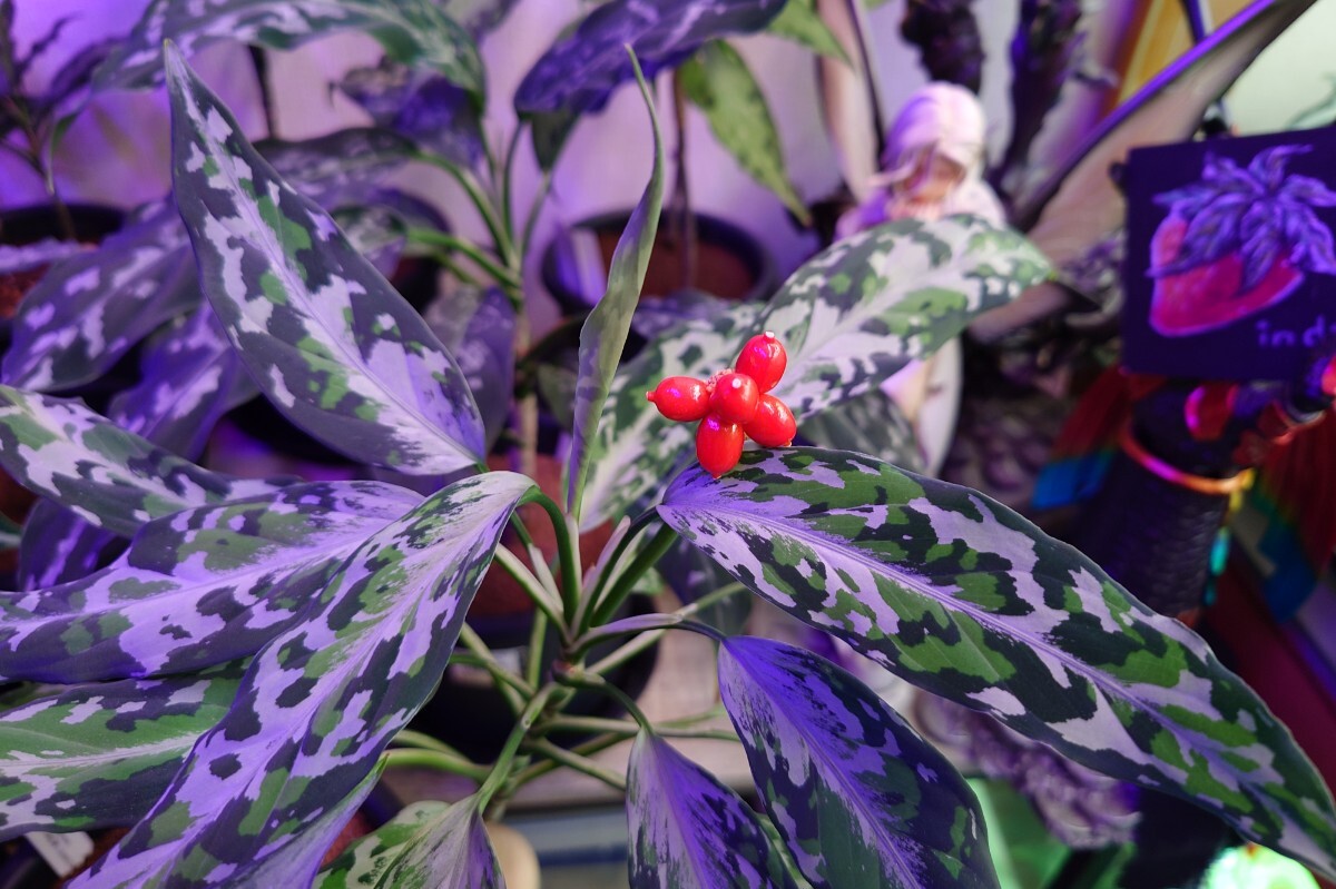 新品】アグラオネマ Aglaonema pictum 花天狂骨” LAネームド株の落札