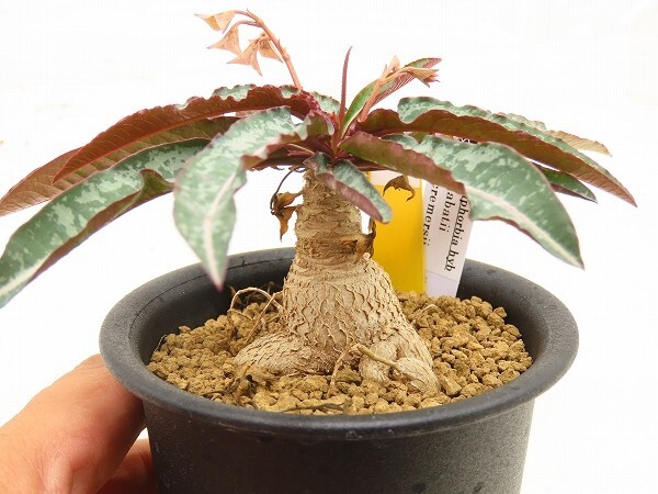 新品】ウ695 【多肉植物】ユーフォルビア クレメルシー【発根確認株